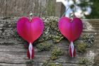Bleeding Heart flower earrings by Photofinish Jewellery